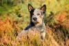 blue heeler em campo florido