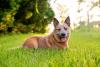red heeler deitado na grama