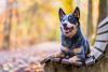 blue heeler deitado no banco de parque