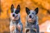 dois cachorros blue heeler juntos com língua de fora