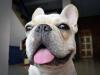 Rosto de Bulldog Francês