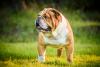 Bulldog Inglês em pé ao ar livre