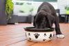 Dogue Alemão filhote comendo ração