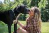 Dogue Alemão lambendo mulher