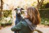 Galgo Italiano no colo de mulher
