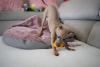 Galgo Italiano brincando 