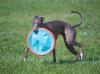 Galgo Italiano com brinquedo na boca