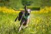 Galgo Italiano correndo