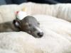 Galgo Italiano dormindo em cama