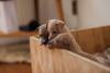 Galgo italiano filhote em uma caixa