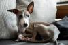 Galgo Italiano deitado encolhido