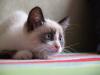 gato snowshoe deitado olhando para o lado