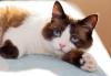 gato snowshoe deitado olhando para frente