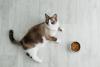 gato snowshoe deitado perto do lado do pote de ração