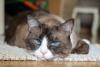 gato snowshoe deitado com cara de tédio