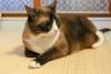 gato snowshoe deitado com as patinhas para frente