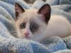 gato snowshoe filhote deitado na manta