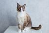 gato snowshoe sentado