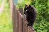 gato bombaim andando em cima de cerca