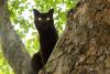 gato bombaim escalando árvore