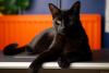 gato bombaim deitado perto do sofá
