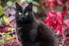 gato bombaim ao ar livre