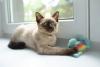 gato siamês perto da janela com brinquedo