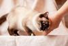 gato siamês com a cabeça encostada na mão de uma pessoa