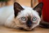 gato siamês com a cabeça encostada no chão