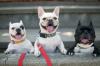 3 cães da raça Bulldog Francês de coleira