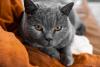 rosto de gato chartreux