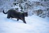 gato chartreux andando na neve