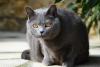 gato chartreux sentado olhando para a foto