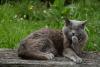 gato chartreux deitado ao ar livre