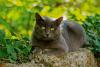 gato chartreux ao ar livre