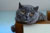 rosto de gato chartreux deitado sob um móvel 