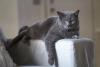 gato chartreux deitado no braço de sofá 