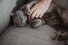 gato chartreux recebendo carinho