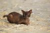 gato havana brown deitado no chão da rua