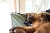 gato havana brown deitado dormindo