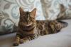Gato Bengal deitado no sofá
