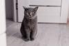 British Shorthair sentado dentro de casa