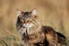 Gato Norueguês da Floresta na natureza