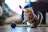 gato persa filhote brincando
