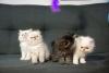 filhotes de gato Persa em cima do sofá
