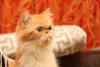 Rosto de gato Persa