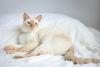 gato siamês red point deitado na cama