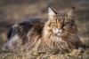 Maine Coon deitado ao ar livre