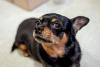 rosto de Pinscher