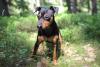 Pinscher em pé ao ar livre